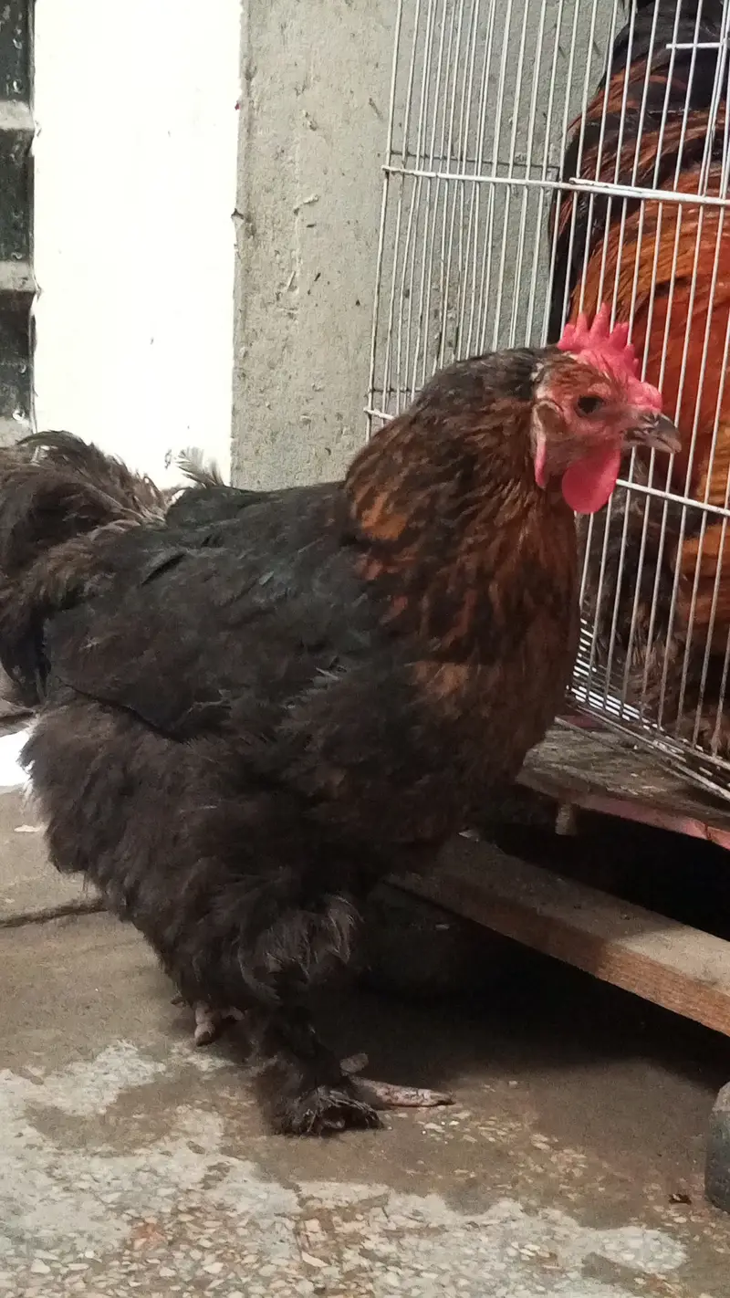 Healthy Rooster & Hen in pair for Sale – Egg Laying Hen — photo 6
