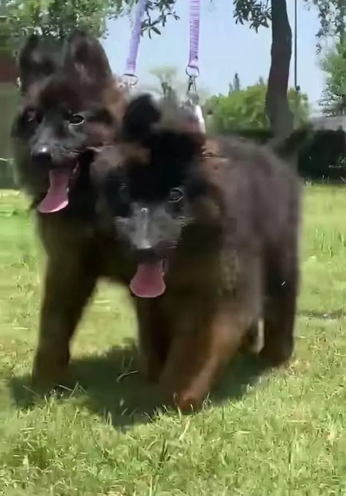 German Shepherd puppies long cot for sale my WhatsApp. 03493731440
