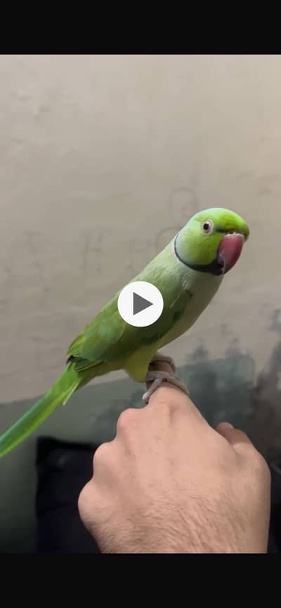 Talking and hand tamed