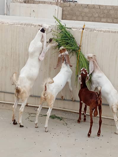 Bakra bakri for sale