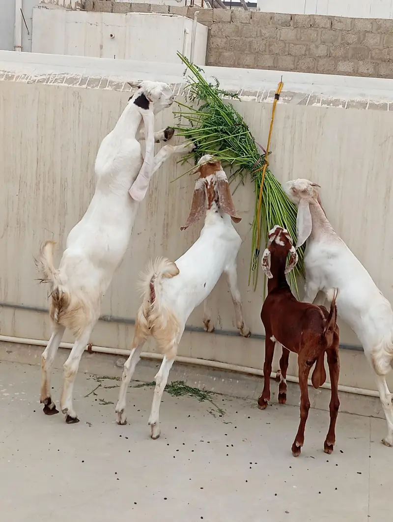 Bakra bakri for sale