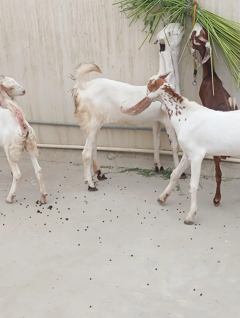 Bakra bakri for sale — photo 2