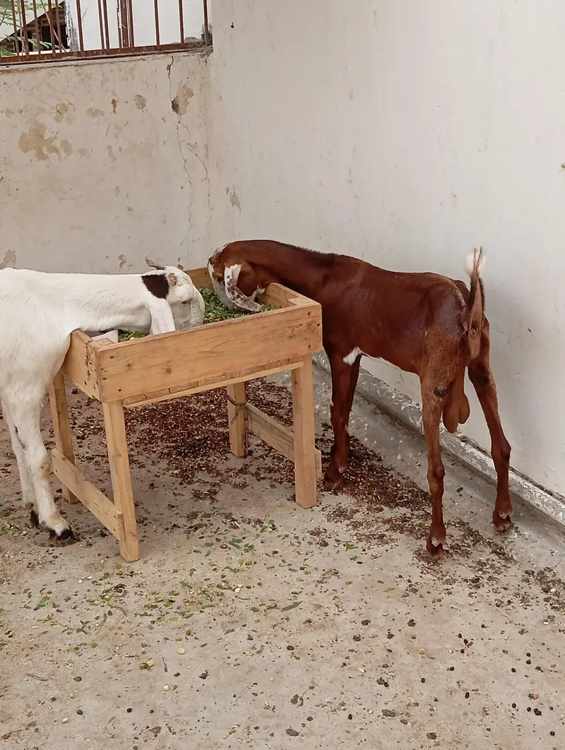 Bakra bakri for sale — photo 3