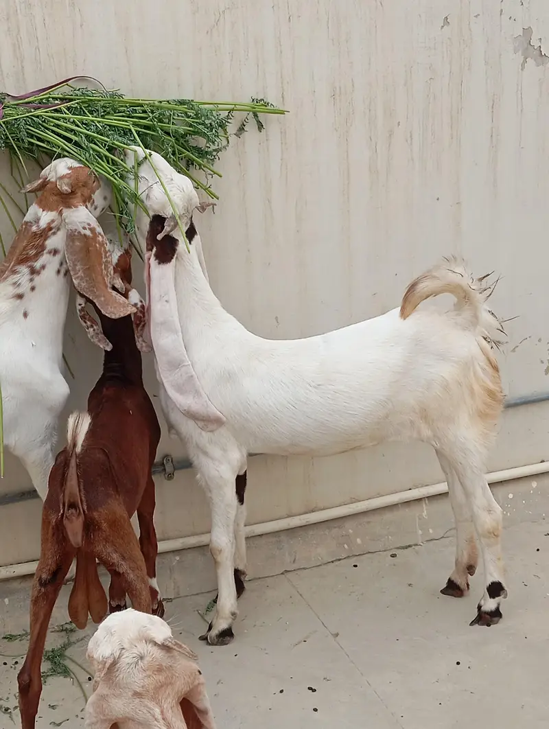 Bakra bakri for sale — photo 5