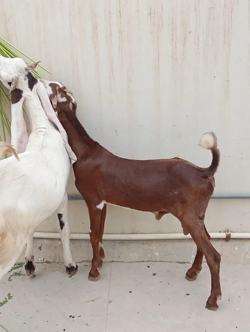 Bakra bakri for sale — photo 6