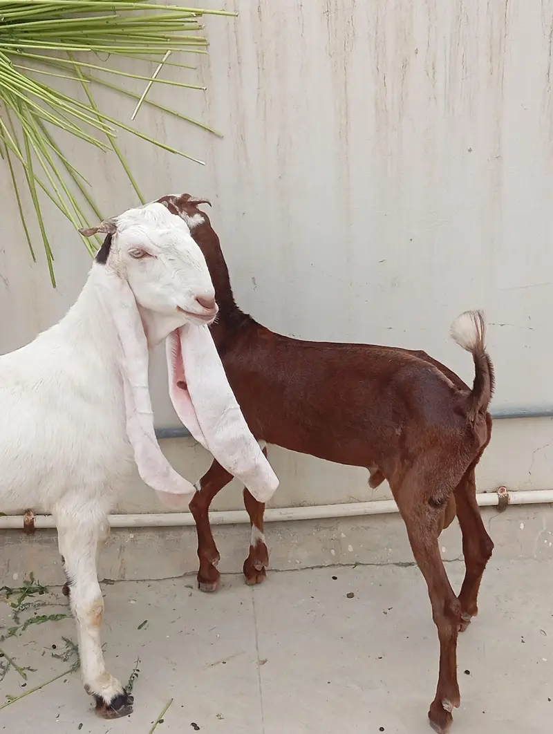 Bakra bakri for sale — photo 7