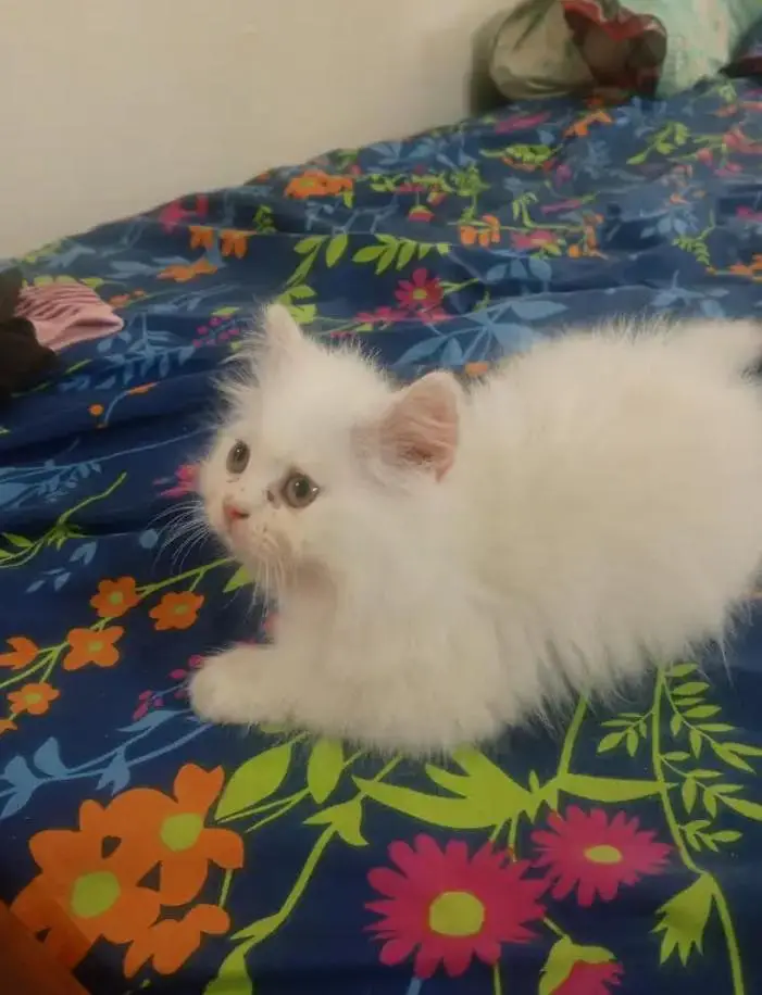 Persian female kitten for sale 03429704//074