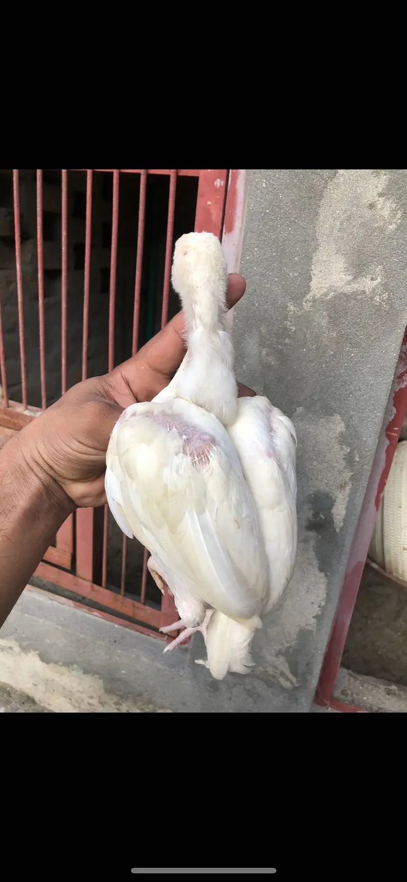 Paper White Heera Aseel Top Quality — photo 2