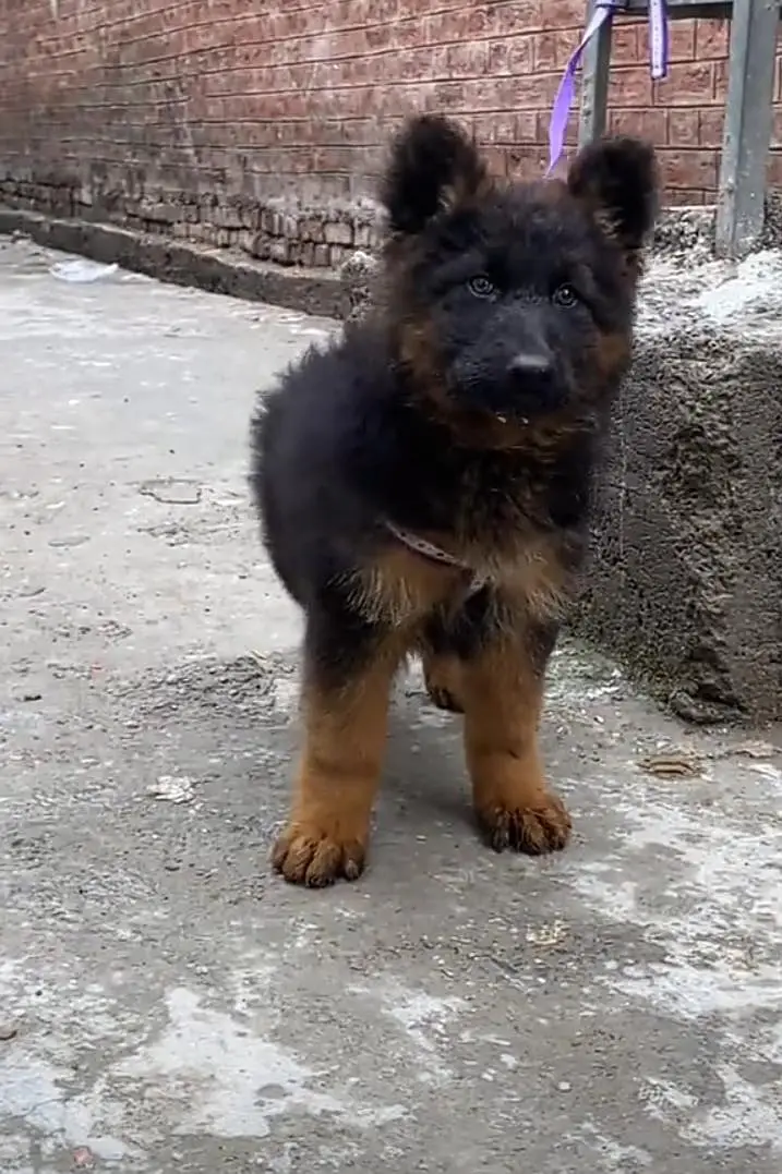 German Shepherd puppies long cot for sale my WhatsApp. 03493731440