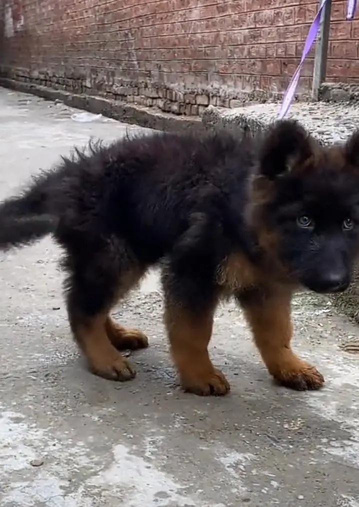 German Shepherd puppies long cot for sale my WhatsApp. 03493731440 — photo 3