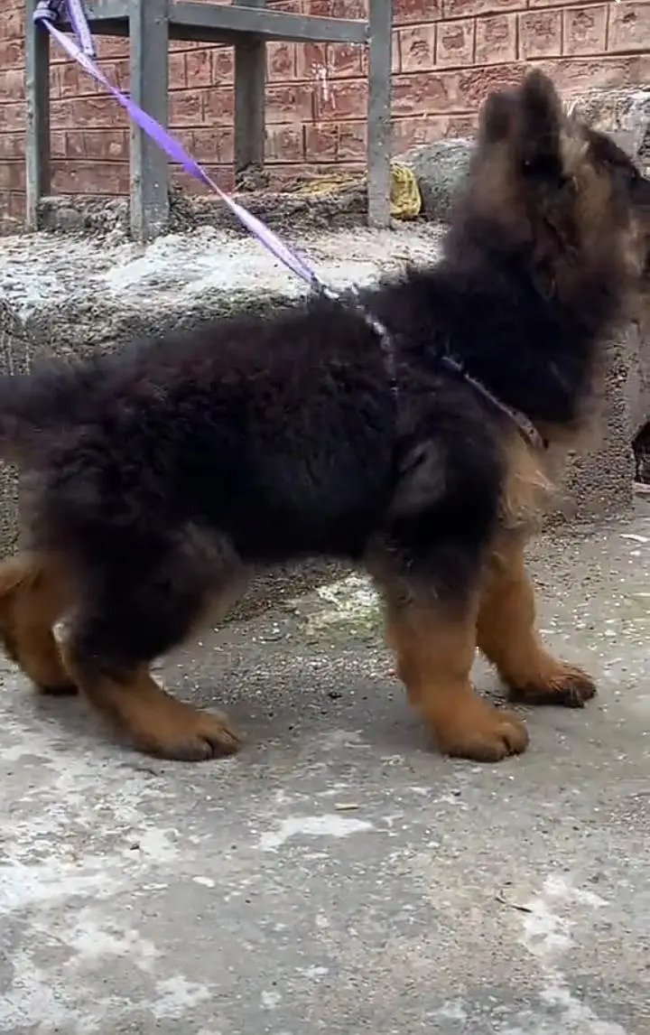 German Shepherd puppies long cot for sale my WhatsApp. 03493731440 — photo 4