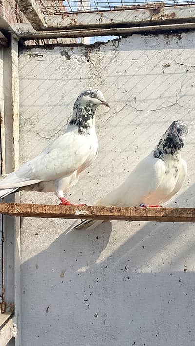 sailkoti breeder pair