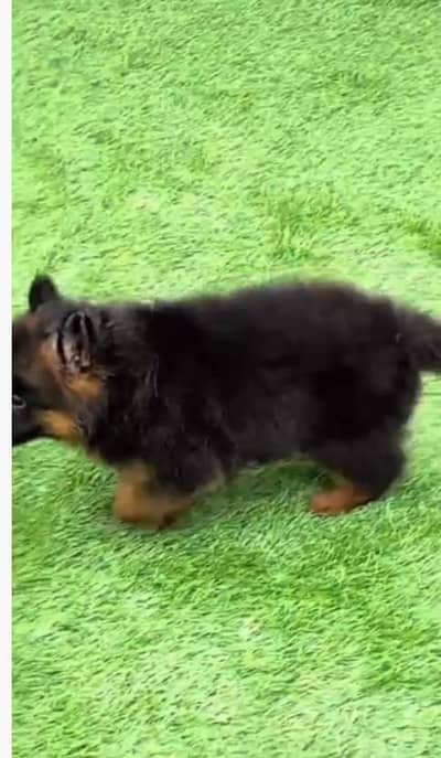 German Shepherd puppies long cot for sale my WhatsApp. 03493731440