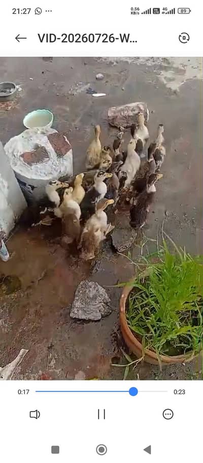 Duck for Sale