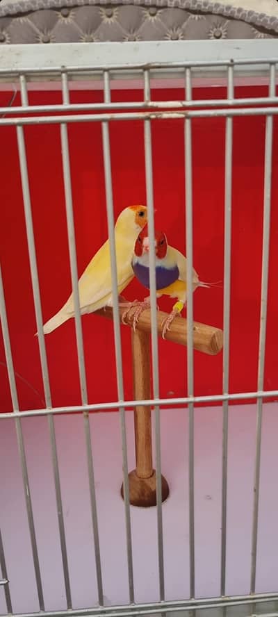 Lotino gouldian Blue split pair