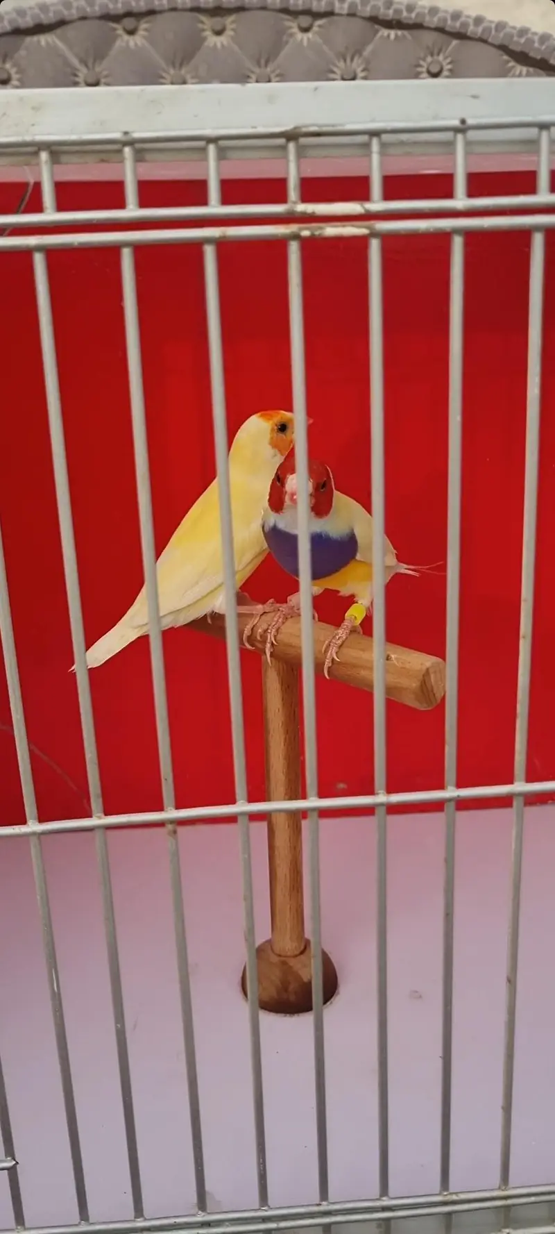 Lotino gouldian Blue split pair