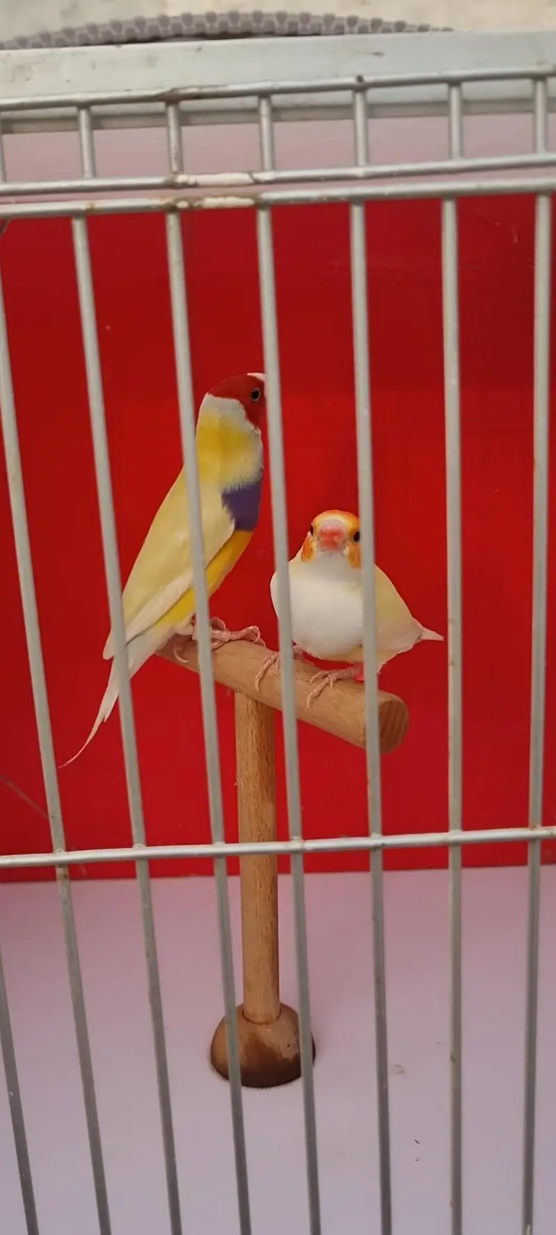 Lotino gouldian Blue split pair — photo 2