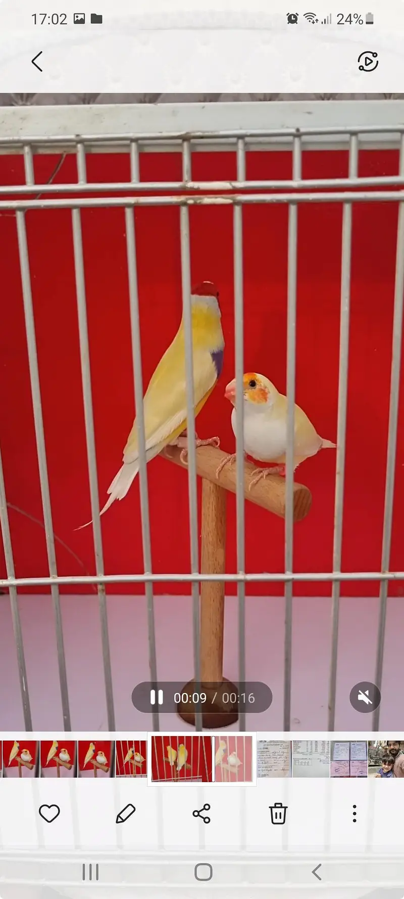 Lotino gouldian Blue split pair — photo 3