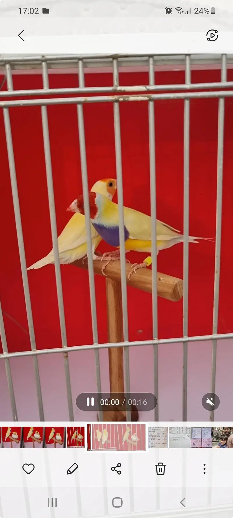 Lotino gouldian Blue split pair — photo 4