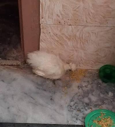 silky chick for sale
