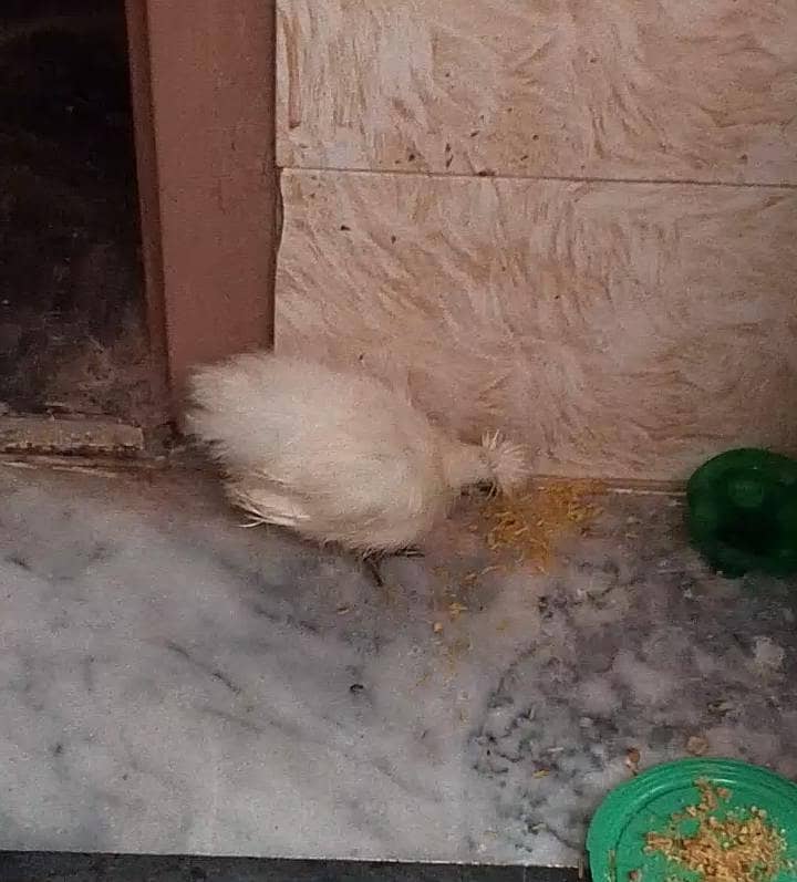 silky chick for sale 0