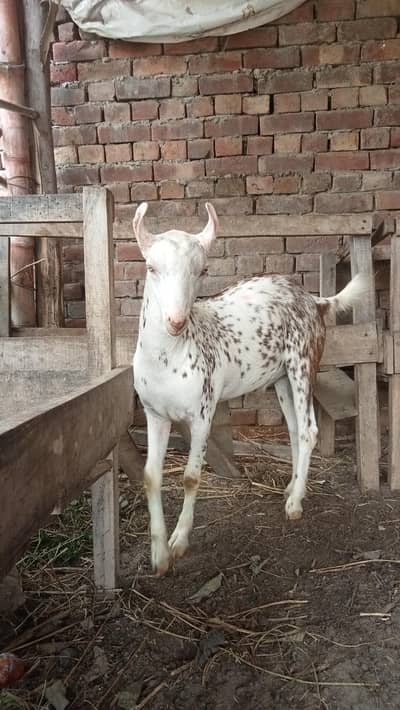pure tedda or burbari 03160491517
