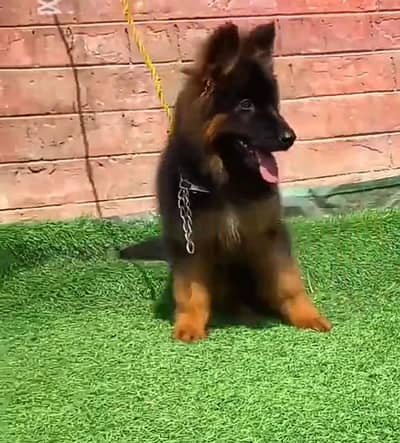 German Shepherd puppies long cot for sale my WhatsApp. 03493731440