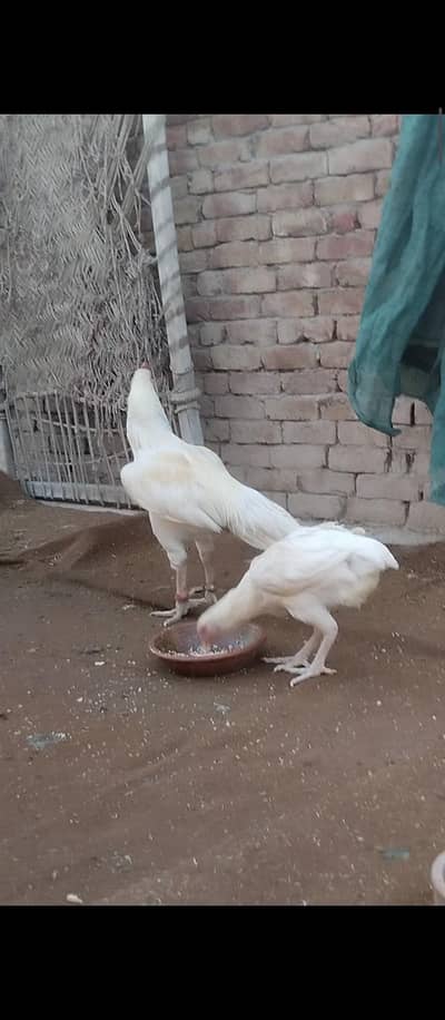 0332-5888301 Pure Quaranteed Heera Hen for sale