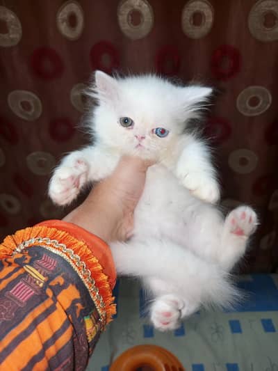 Persian kittens