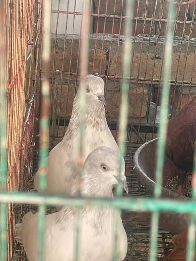 Beautiful White Sherazi Pigeons