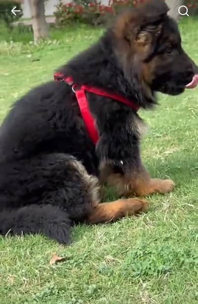 German Shepherd puppies long cot for sale my WhatsApp. 03493731440