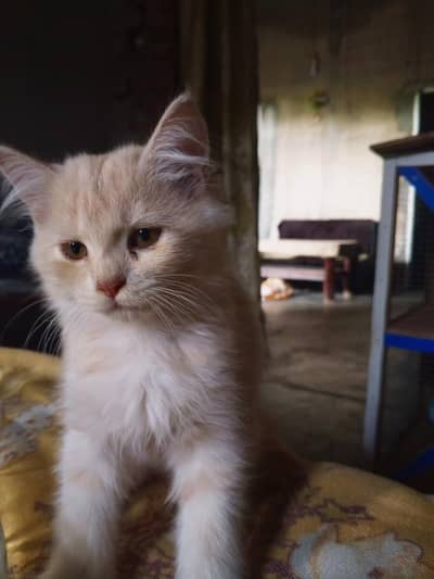 Persian cat for sale