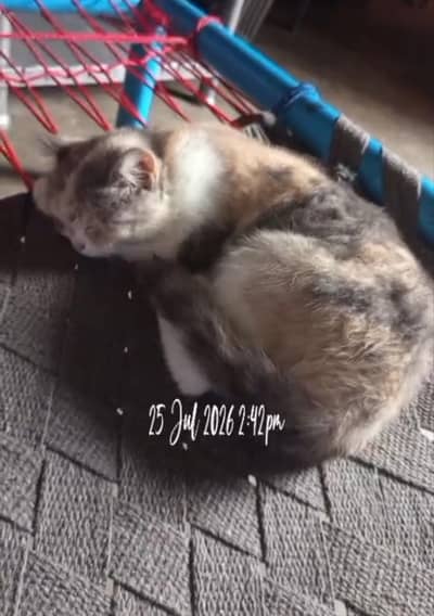 persian female cat  for sale