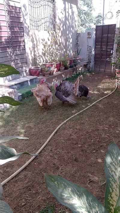 turkey birds