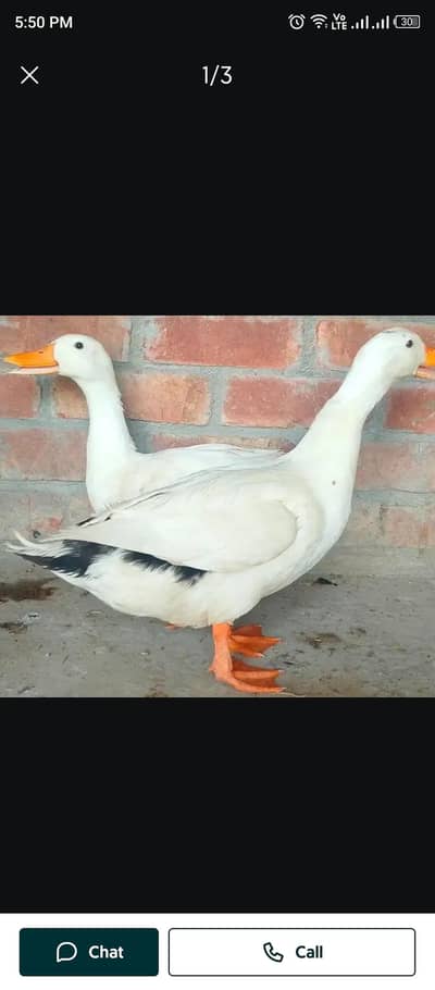 Duck 