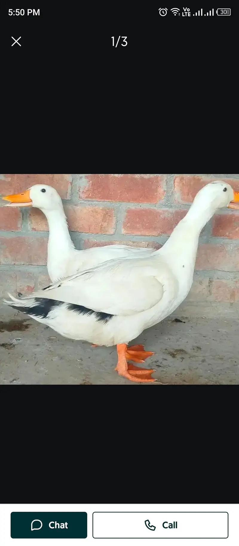 Duck 