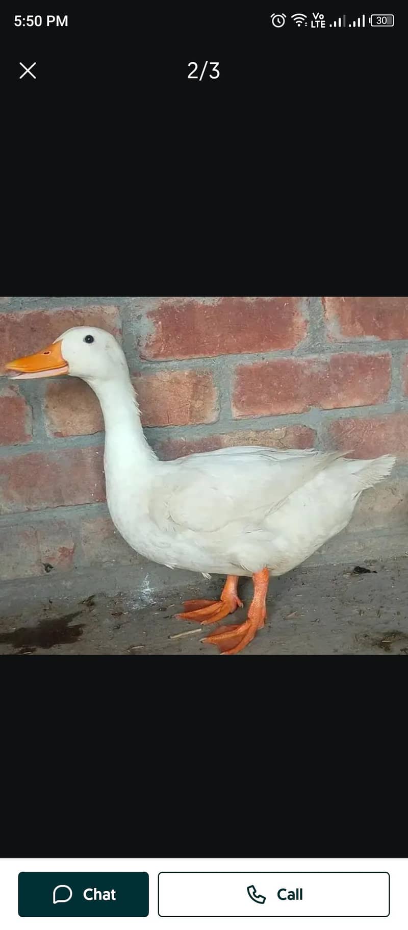 Duck  1