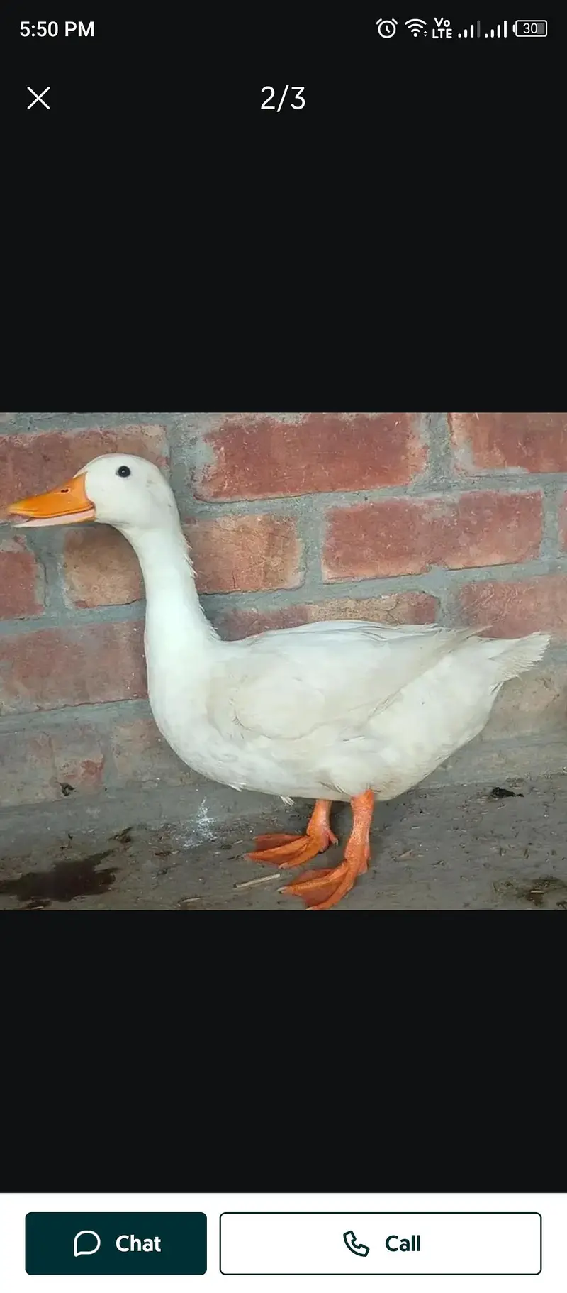 Duck  — photo 2