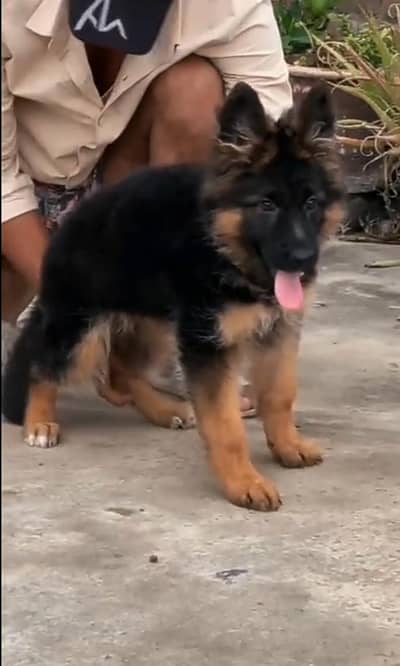German Shepherd puppies long cot for sale my WhatsApp. 03493731440