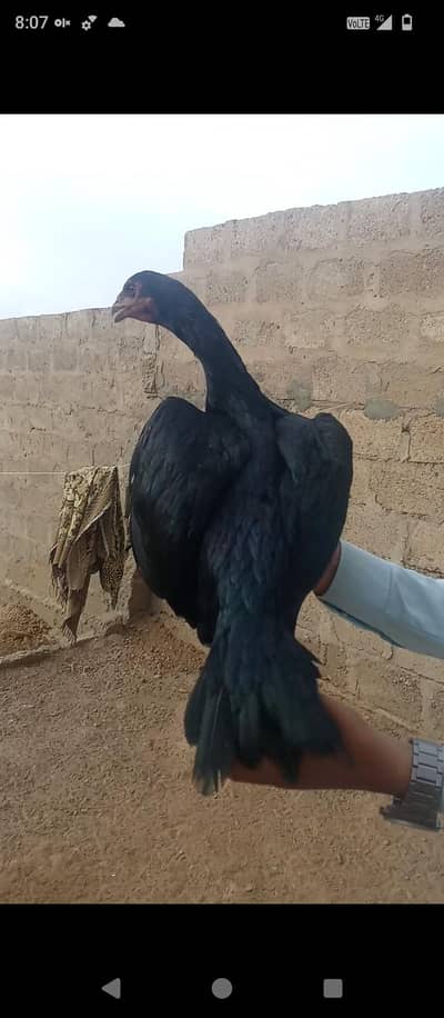 3 phatiya 2 mahdiya  pure mushka