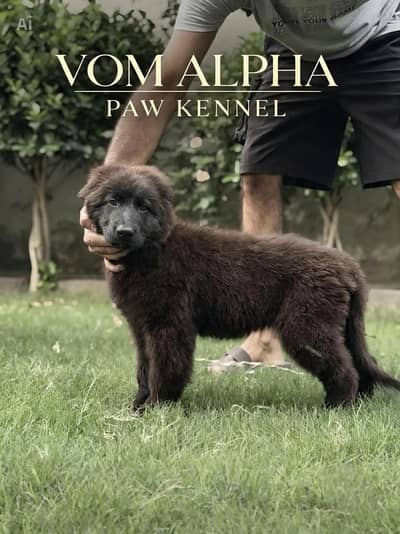 GSD pupps | German shepherd puppies | black german | pedigree