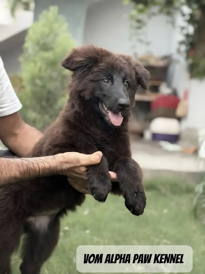 GSD pupps | German shepherd puppies | black german | pedigree — photo 2