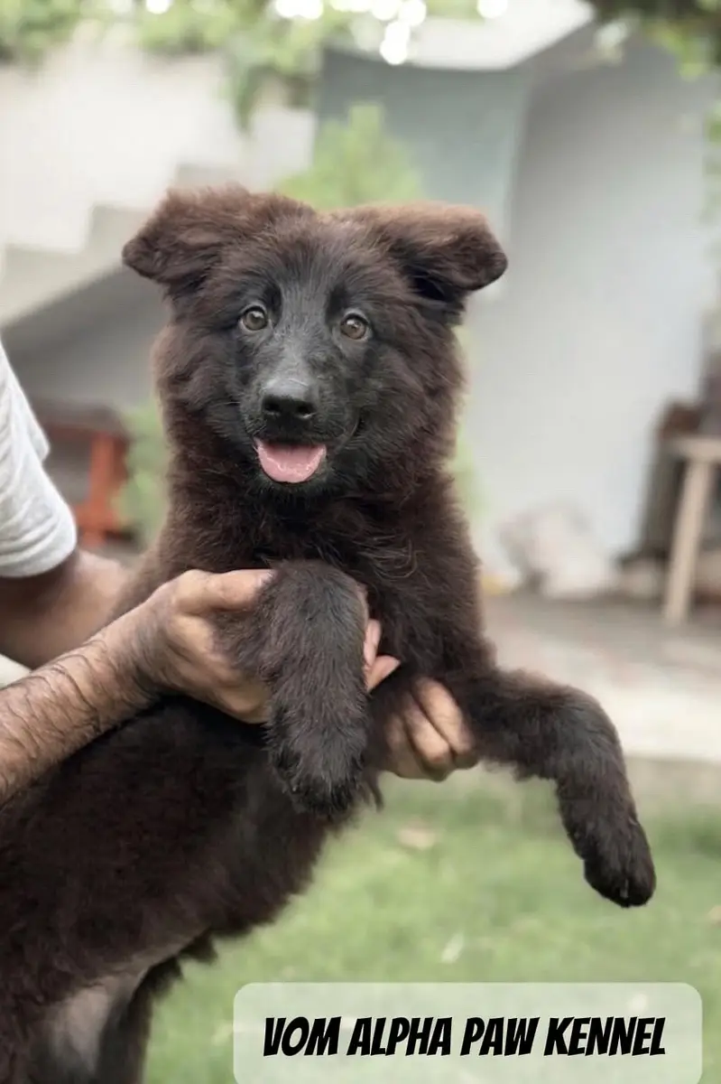 GSD pupps | German shepherd puppies | black german | pedigree — photo 3