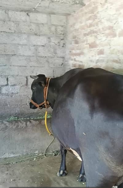 cow for sale