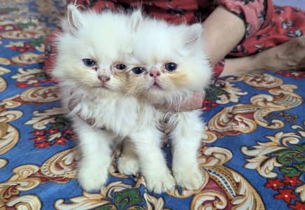 Persian kittens