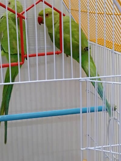 Ringneck Parrot pair