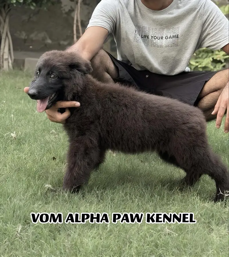 GSD dogs | German shephred female puppy | Male puppy |PEDIGREE PUPPS — photo 2