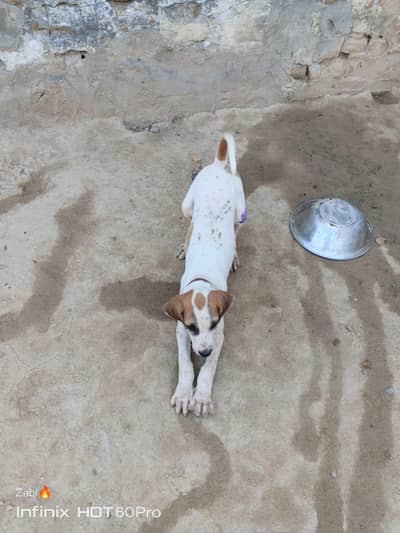 Bully GULTAIR mixed breed