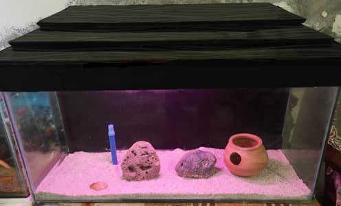 Fish aquarium