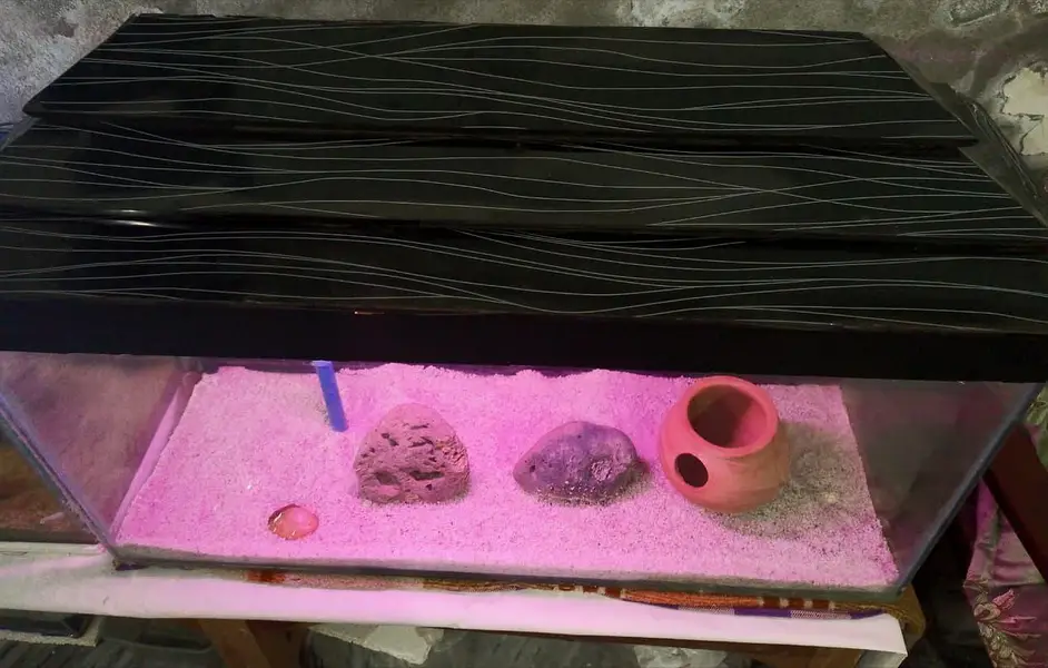 Fish aquarium — photo 3